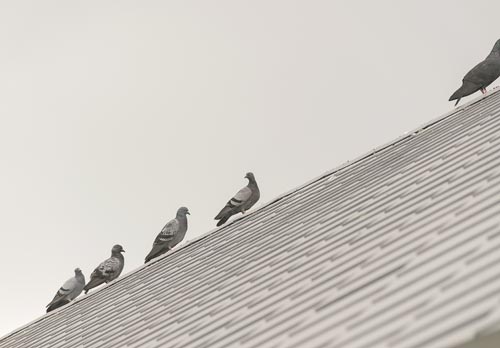 pigeons on roof