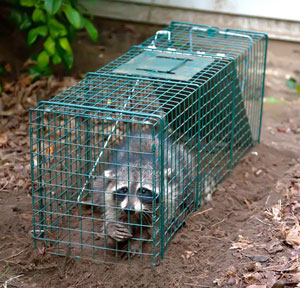 Raccoon climbing home