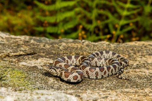 eastern milk snake